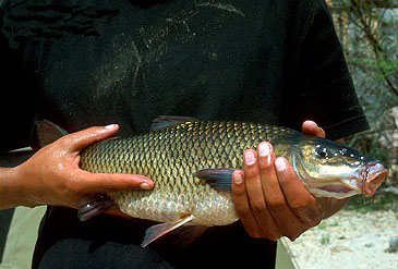 1171_Bruce Paxton_Sawfin_Barbus serra.jpg